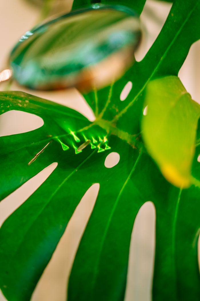 A magnifying glass examining a leaf
